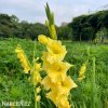 zluty gladiol mecik charisma 2