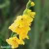zluty gladiol mecik charisma 5