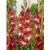 Gladiolus Tiramisu 02
