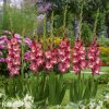 hnedocerveny gladiolus mecik tiramisu 2
