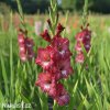 hnedocerveny gladiolus mecik tiramisu 3