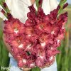 hnedocerveny gladiolus mecik tiramisu 4