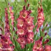 hnedocerveny gladiolus mecik tiramisu 5