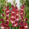 hnedocerveny gladiolus mecik tiramisu 1