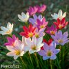 zephyranthes mix destova lilie smes barev 4
