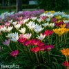 zephyranthes mix destova lilie smes barev 5