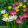 zephyranthes mix destova lilie smes barev 1