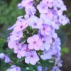 Phlox Lilac Time 01