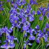modry iris sibirsky kosatec blue king 3
