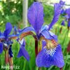 modry iris sibirsky kosatec blue king 4