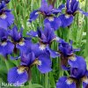 modry iris sibirsky kosatec blue king 6