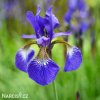 modry iris sibirsky kosatec blue king 1