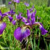 fialovy iris sibirsky kosatec claret sibirica 2