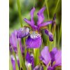Iris claret cup sibirica 02