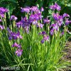 fialovy iris sibirsky kosatec claret sibirica 4