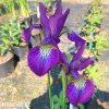fialovy iris sibirsky kosatec claret sibirica 5