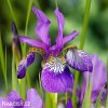 fialovy iris sibirsky kosatec claret sibirica 1