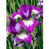 Iris claret cup sibirica 01