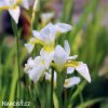 bily iris sibirsky kosatec gelber mantel 3
