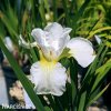 bily iris sibirsky kosatec gelber mantel 5