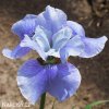 svetle modry iris sibirsky kosatec imperial velvet 2