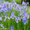svetle modry iris sibirsky kosatec imperial velvet 3