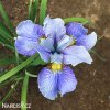 svetle modry iris sibirsky kosatec imperial velvet 4