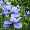 svetle modry iris sibirsky kosatec imperial velvet 5