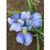 Iris imperial velvet sibirica 02