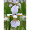 Iris Mrs Rowe sibirica 1