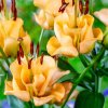 Lilie Apricot fudge 1