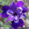 fialovy iris sibirsky kosatec shirley pope 2