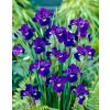 Iris shirley pope sibirica 02
