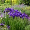 fialovy iris sibirsky kosatec shirley pope 4