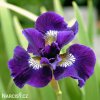 fialovy iris sibirsky kosatec shirley pope 1