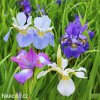 iris mix smes sibirskych kosatcu 2