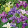 Iris Sibirica Mix 03