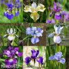 iris mix smes sibirskych kosatcu 5