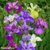 iris mix smes sibirskych kosatcu 1