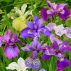 Iris Sibirica Mix 02