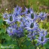 eryngium macka alpska 4