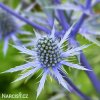 eryngium macka alpska 7