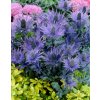 Eryngium alpinum Blue Star 01