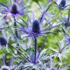 eryngium macka alpska 1