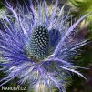 eryngium macka alpska 5