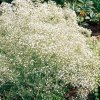 Gypsophila paniculata Alba 01