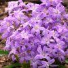 pol pl Snieznik lsniacy Violet Beauty 163469 2