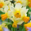 narcis eaton song visi75244 1 1200 x 1200