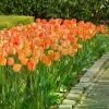 01 GardenersDream Bulbs TulipDaydream