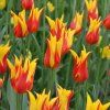 Tulipán liliokvětý - Fire wings